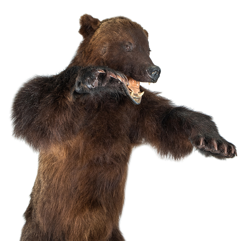 Чучело напольное «Медведь» - интернет магазин Русь Велика я фото 3