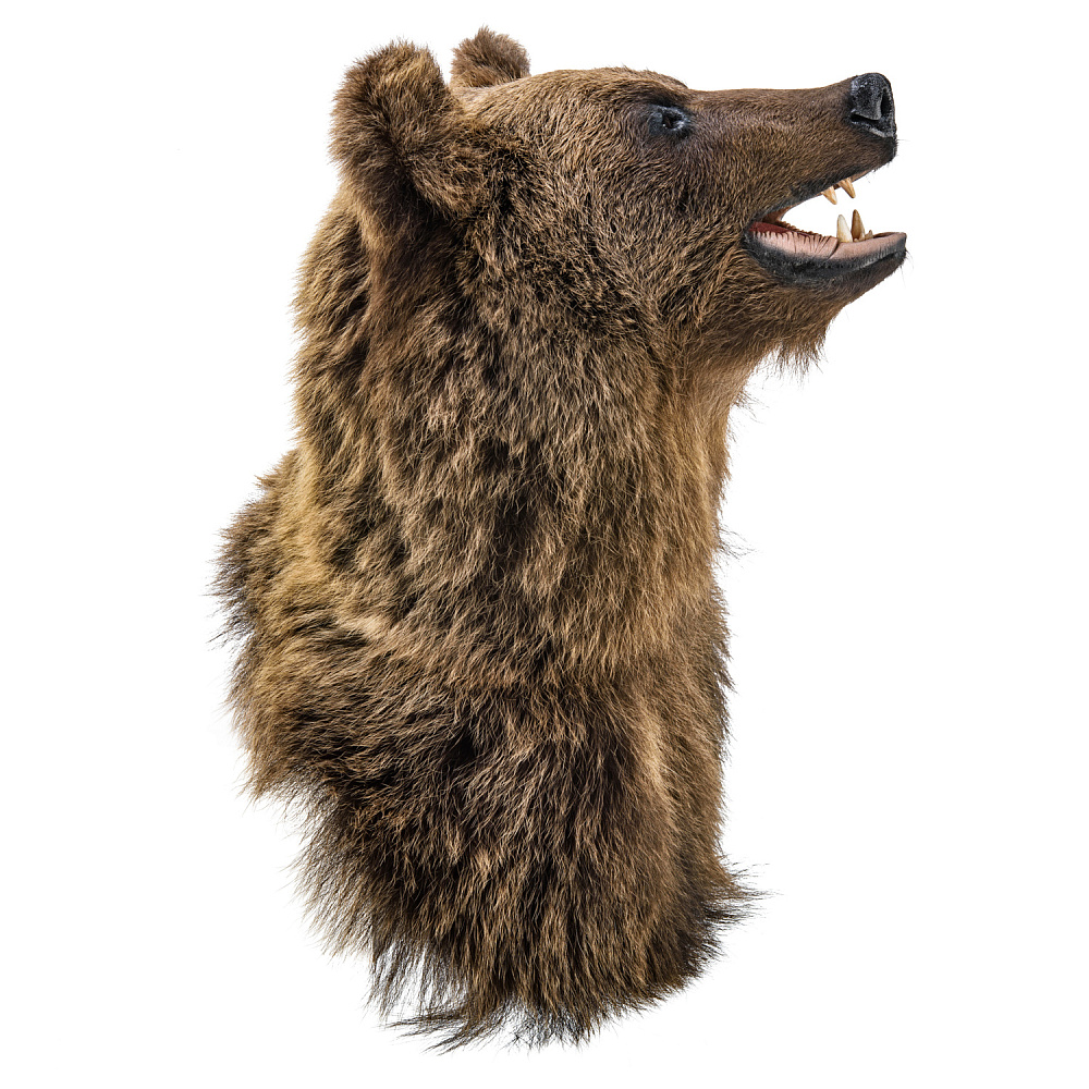 Чучело настенное «Голова медведя» - интернет магазин Русь Велика я фото 4