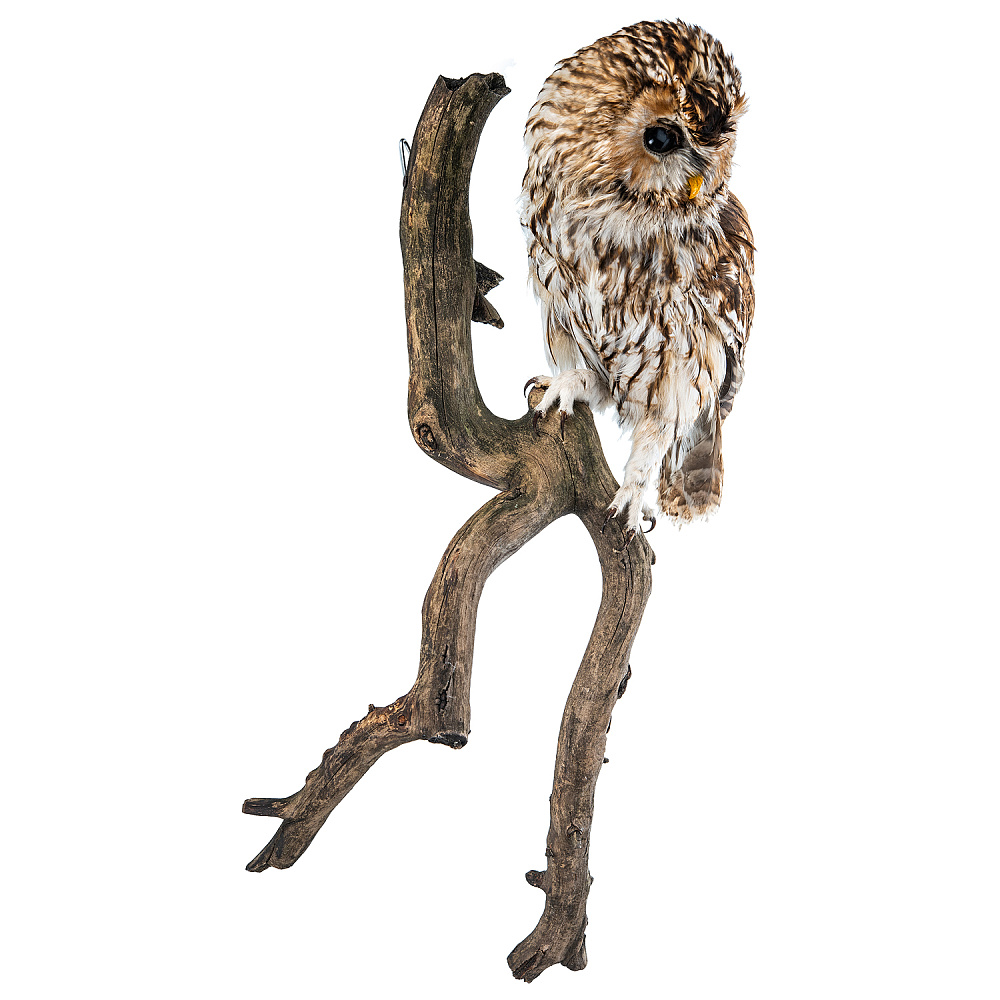 Чучело настенное «Сова серая» - интернет магазин Русь Велика я фото 3