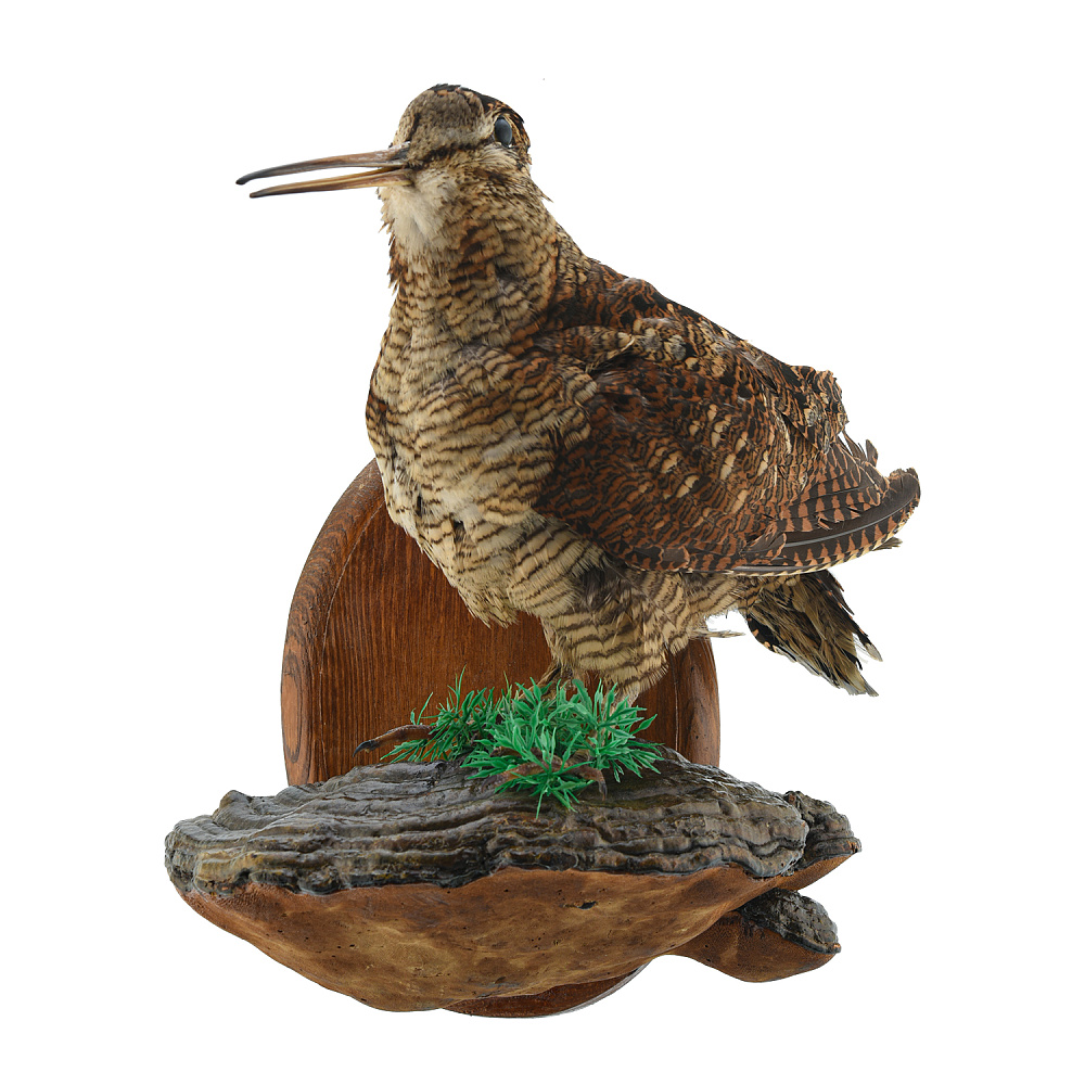 Чучело настенное «Вальдшнепа на грибе» - интернет магазин Русь Велика я 