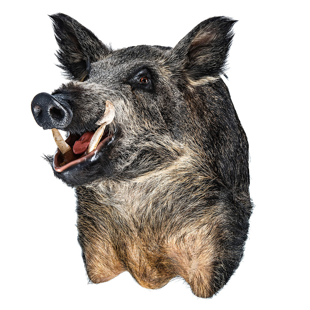 Чучело настенное «Голова кабана» - интернет магазин Русь Велика я фото 1
