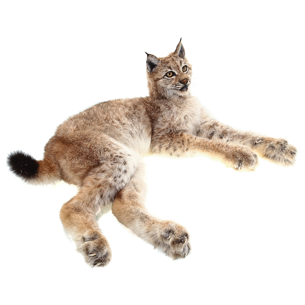 Чучело настольное «Рысенок» - интернет магазин Русь Велика я фото 2