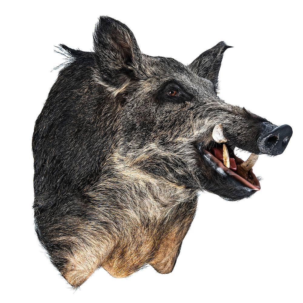 Чучело настенное «Голова кабана» - интернет магазин Русь Велика я фото 4