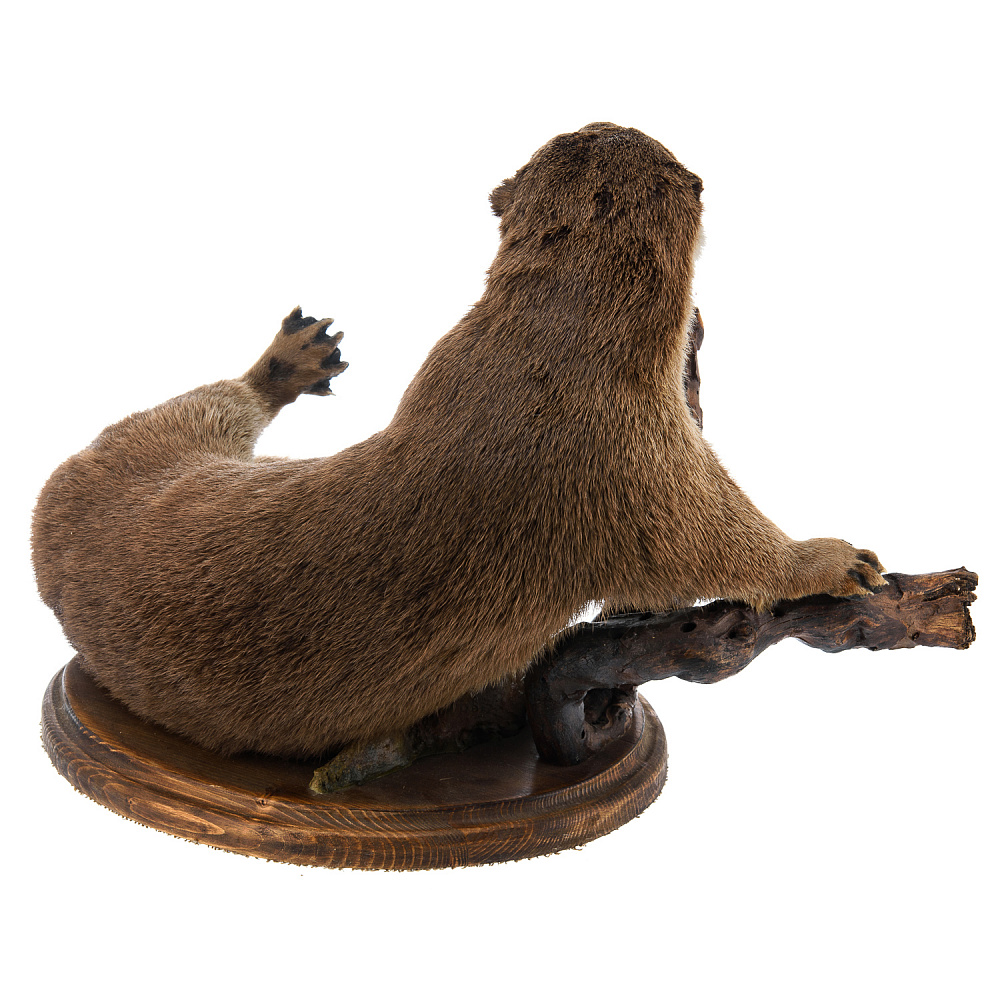 Чучело настольное «Выдра» - интернет магазин Русь Велика я фото 5
