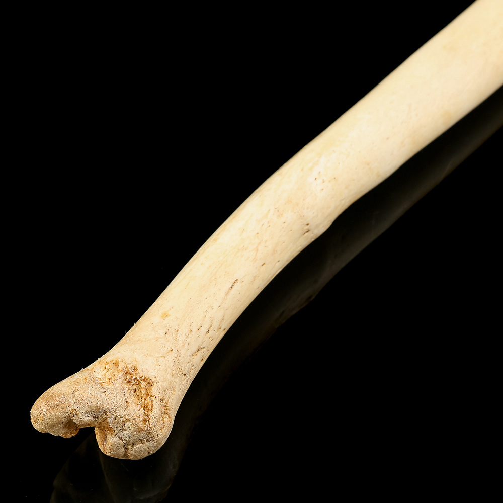 Чукотская булава из кости моржа - интернет магазин Русь Велика я фото 2