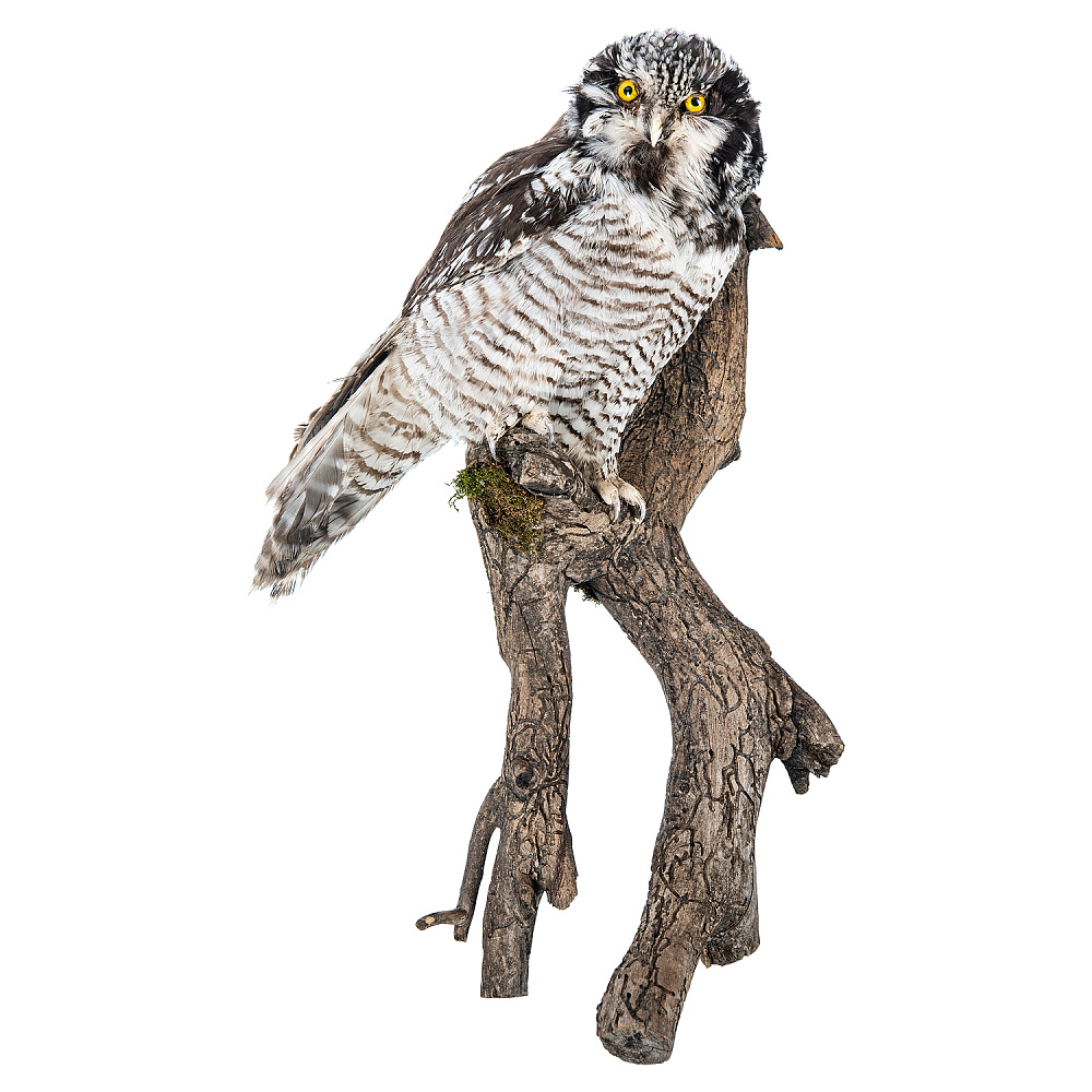 Чучело настенное «Сова ястребиная» - интернет магазин Русь Велика я 