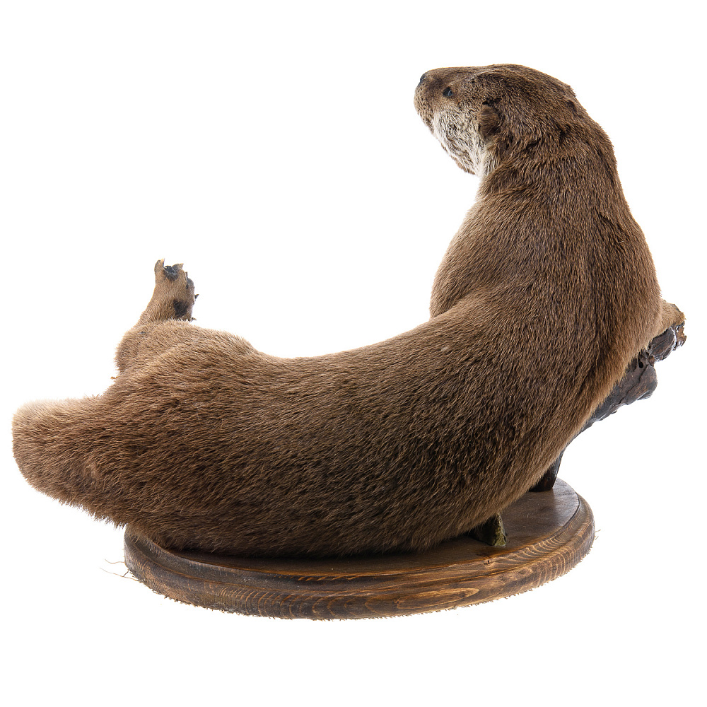 Чучело настольное «Выдра» - интернет магазин Русь Велика я фото 6