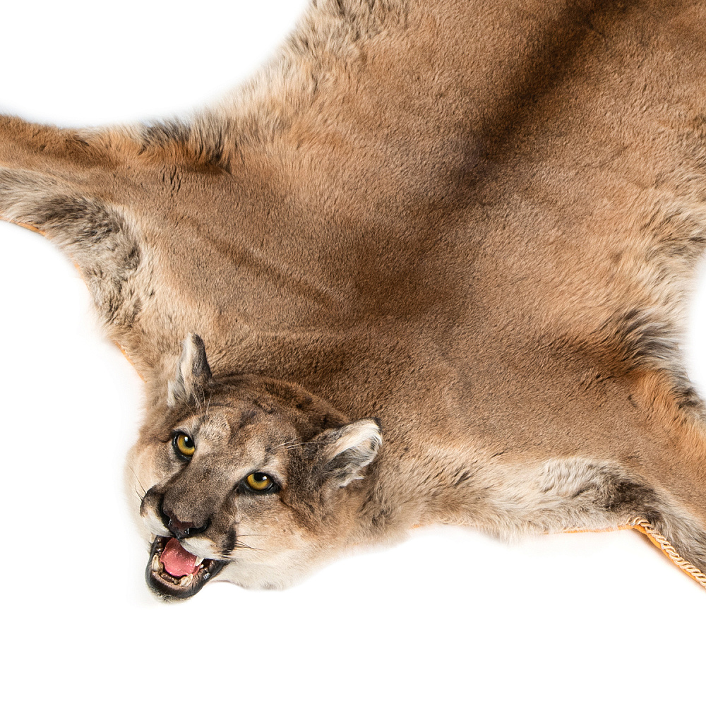 Ковер из шкуры пумы - интернет магазин Русь Велика я фото 5