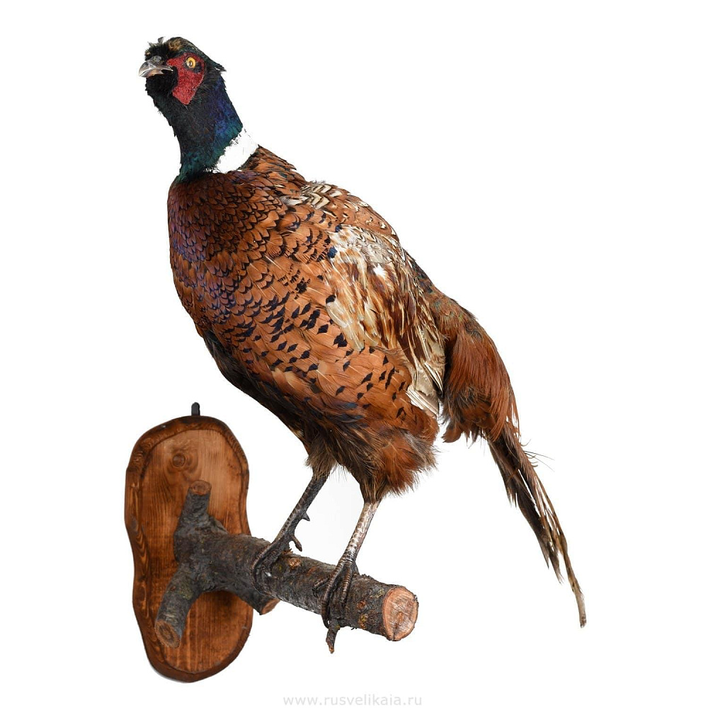 Чучело птицы настенное «Фазан охотничий» - интернет магазин Русь Велика я 