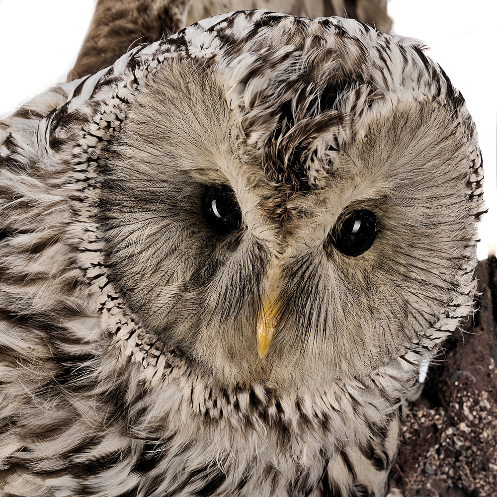 Чучело настенное «Сова уральская» - интернет магазин Русь Велика я фото 2