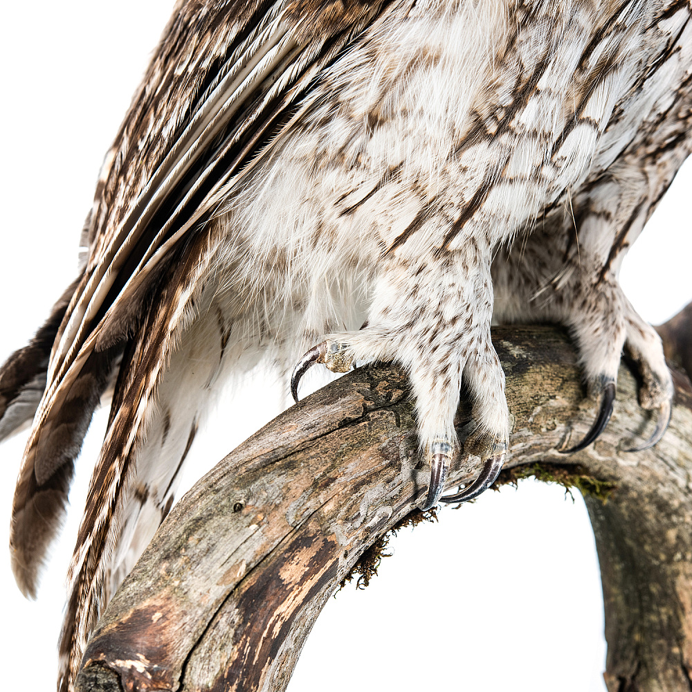 Чучело настенное «Сова серая» - интернет магазин Русь Велика я фото 6