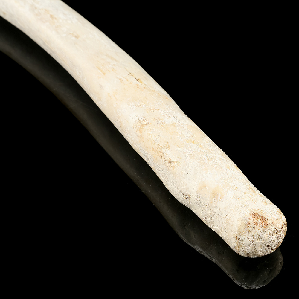 Чукотская булава из кости моржа - интернет магазин Русь Велика я фото 1
