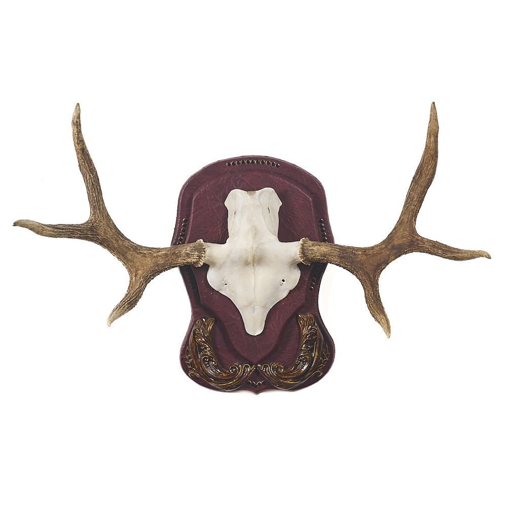 Таксидермия. Рога лося на медальоне - интернет магазин Русь Велика я 