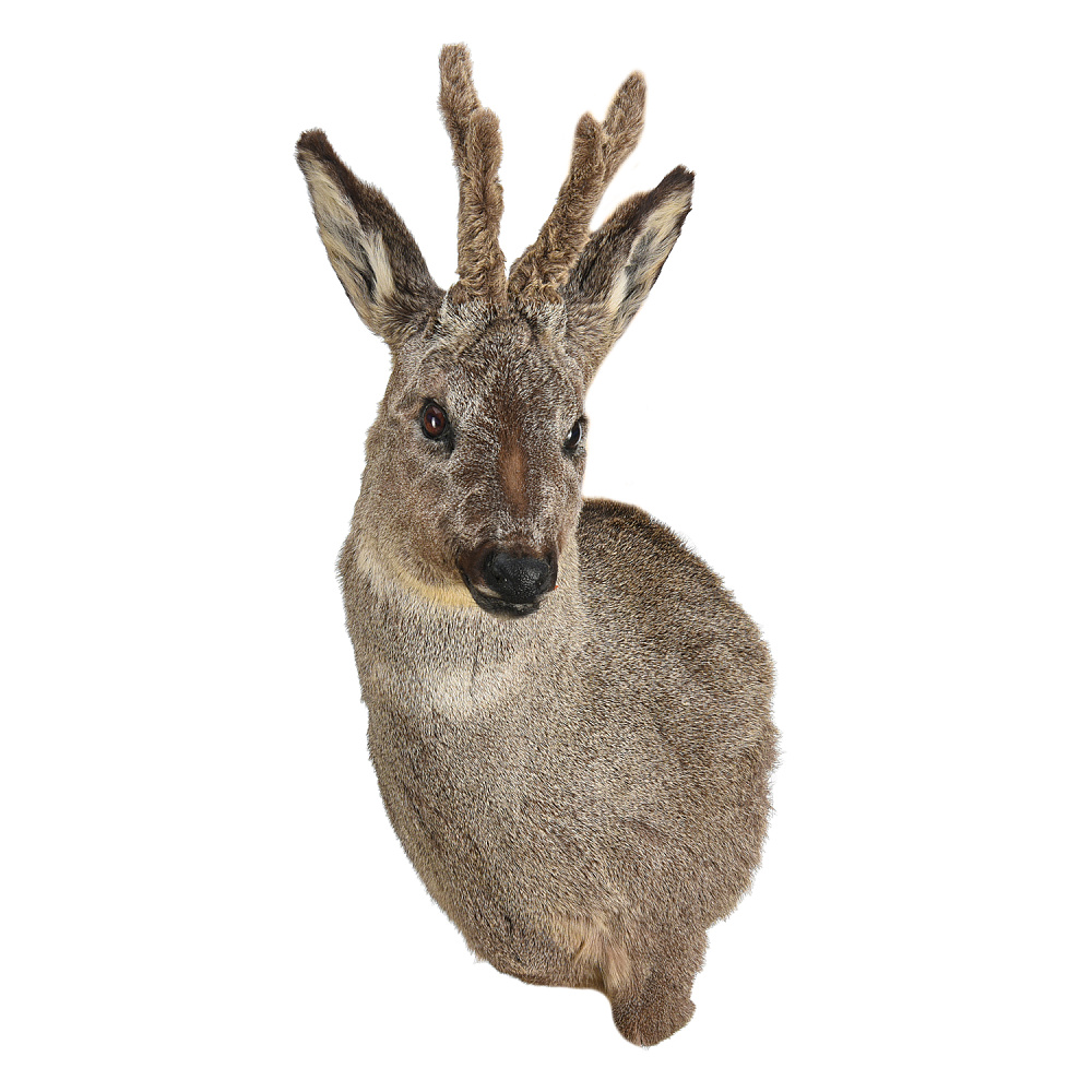Чучело настенное «Голова косули» - интернет магазин Русь Велика я фото 2