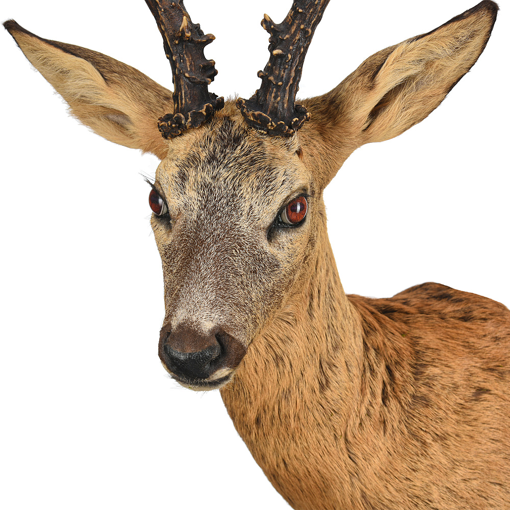 Чучело настенное «Голова косули» - интернет магазин Русь Велика я фото 1