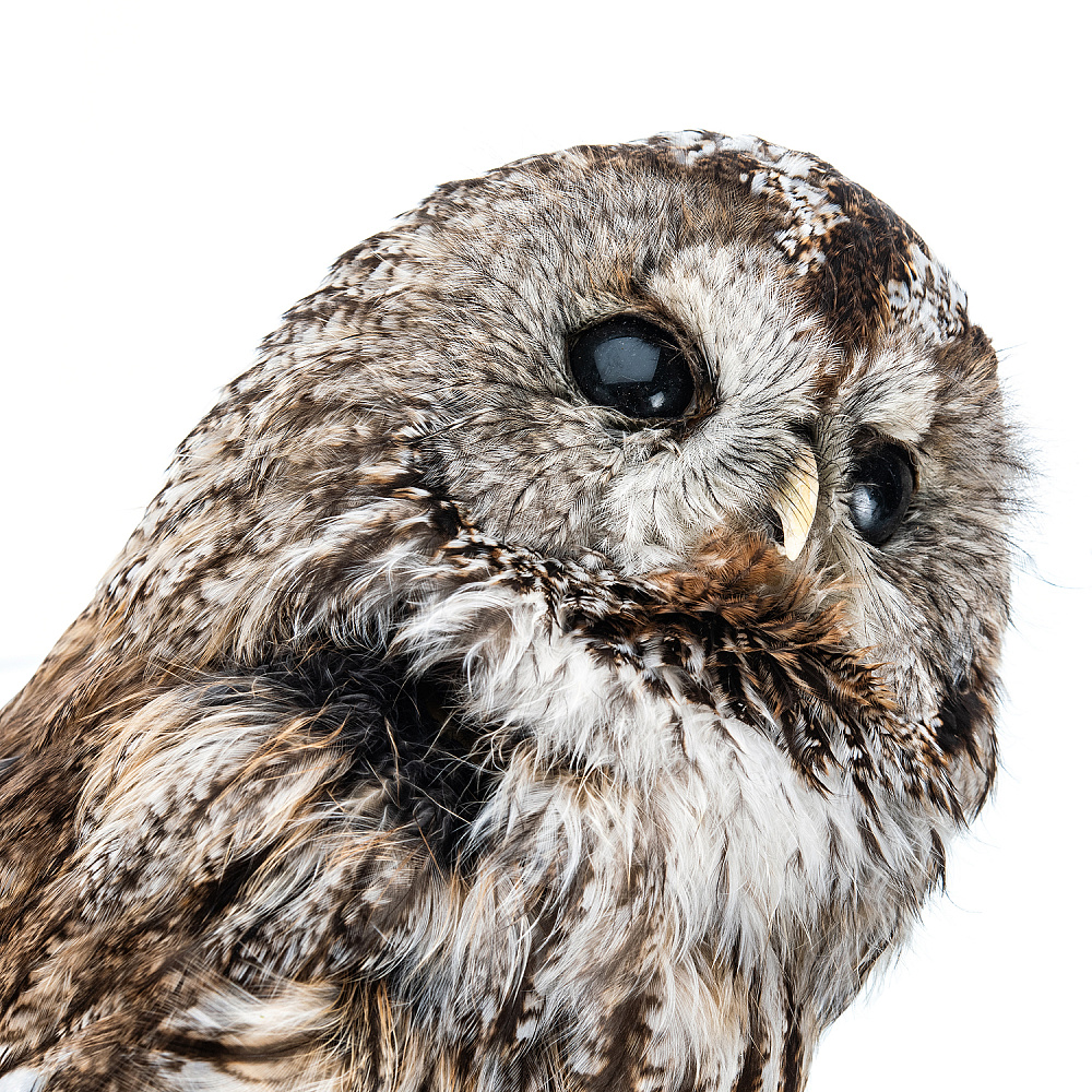 Чучело настенное «Сова серая» - интернет магазин Русь Велика я фото 5