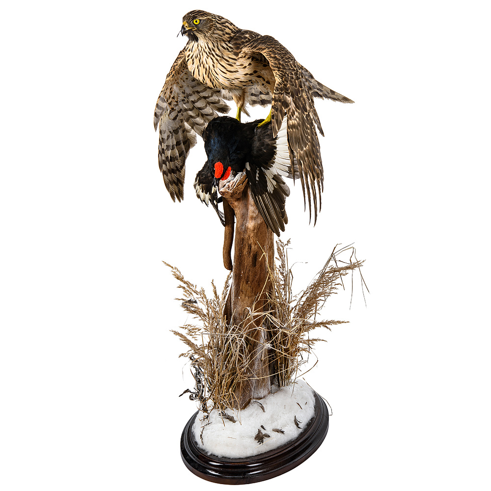 Чучело «Ястреб-тетеревятник с добычей» - интернет магазин Русь Велика я 