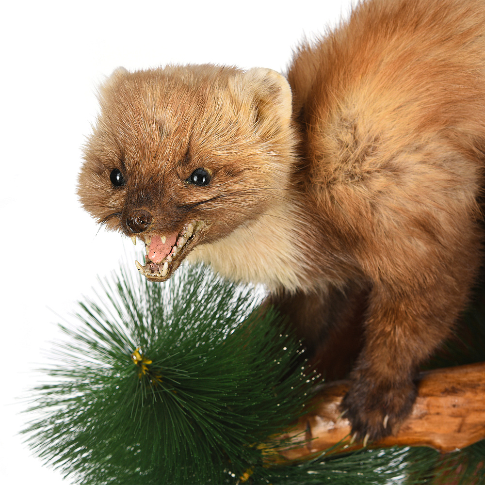 Чучело настенное «Куница» - интернет магазин Русь Велика я фото 1