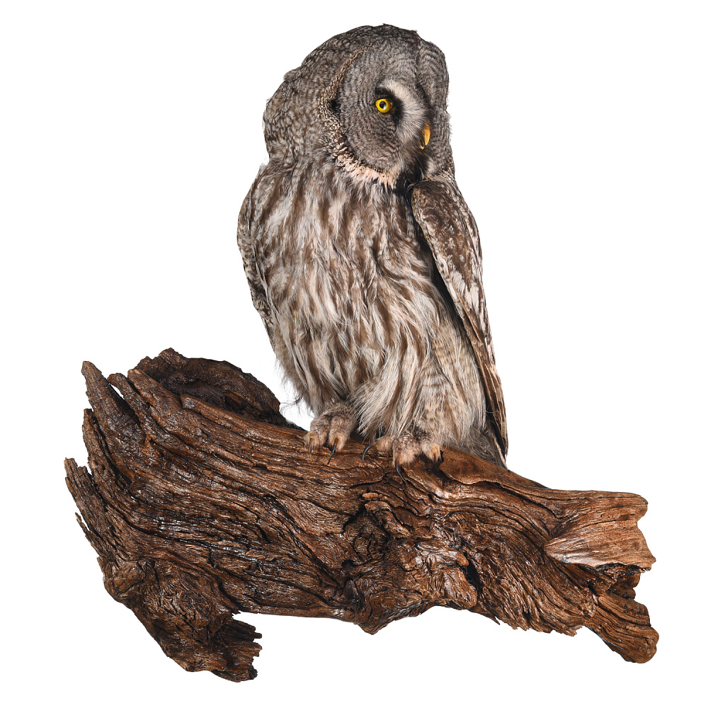 Таксидермия. Чучело настенное «Неясыть бородатая» - интернет магазин Русь Велика я фото 1