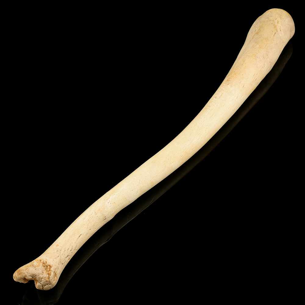 Чукотская булава из кости моржа - интернет магазин Русь Велика я 