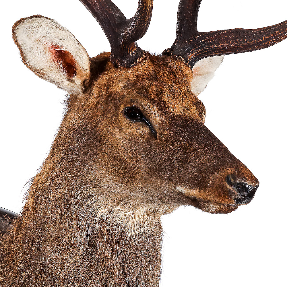 Настенное чучело «Голова пятнистого оленя» - интернет магазин Русь Велика я фото 3
