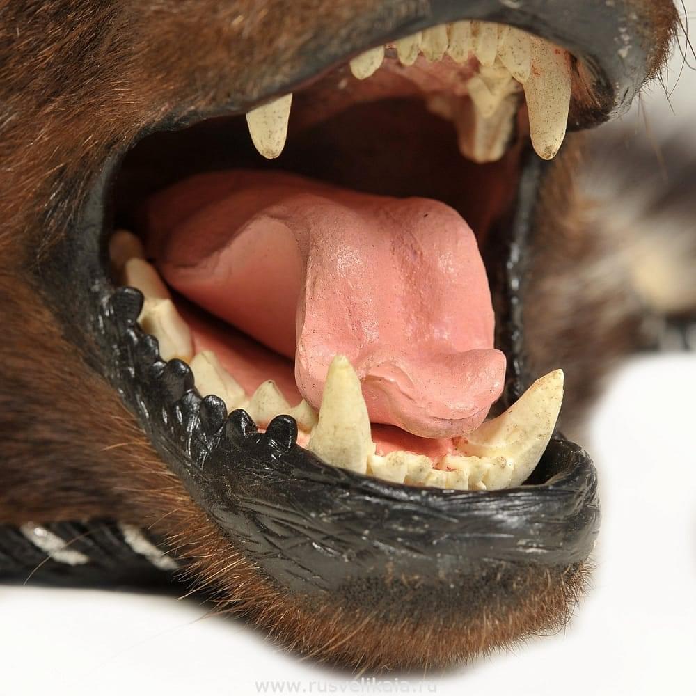 Ковер «Росомаха» - интернет магазин Русь Велика я фото 2