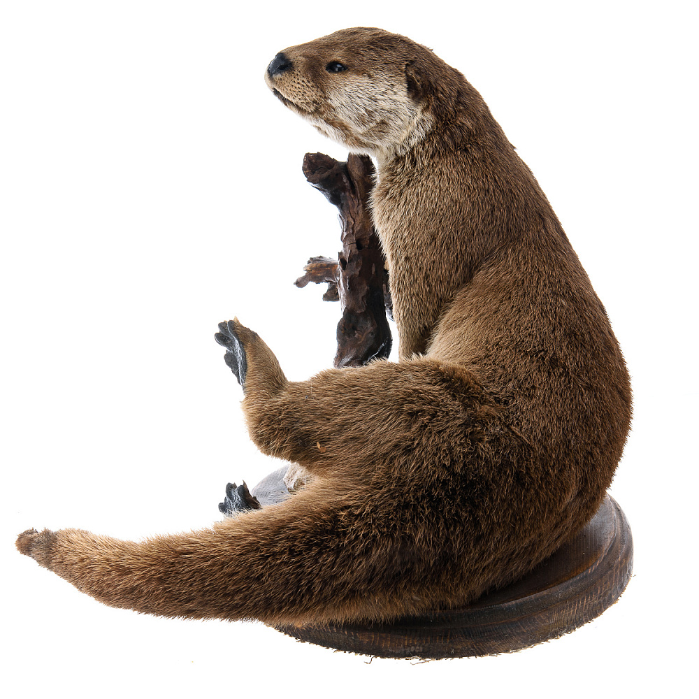 Чучело настольное «Выдра» - интернет магазин Русь Велика я фото 7