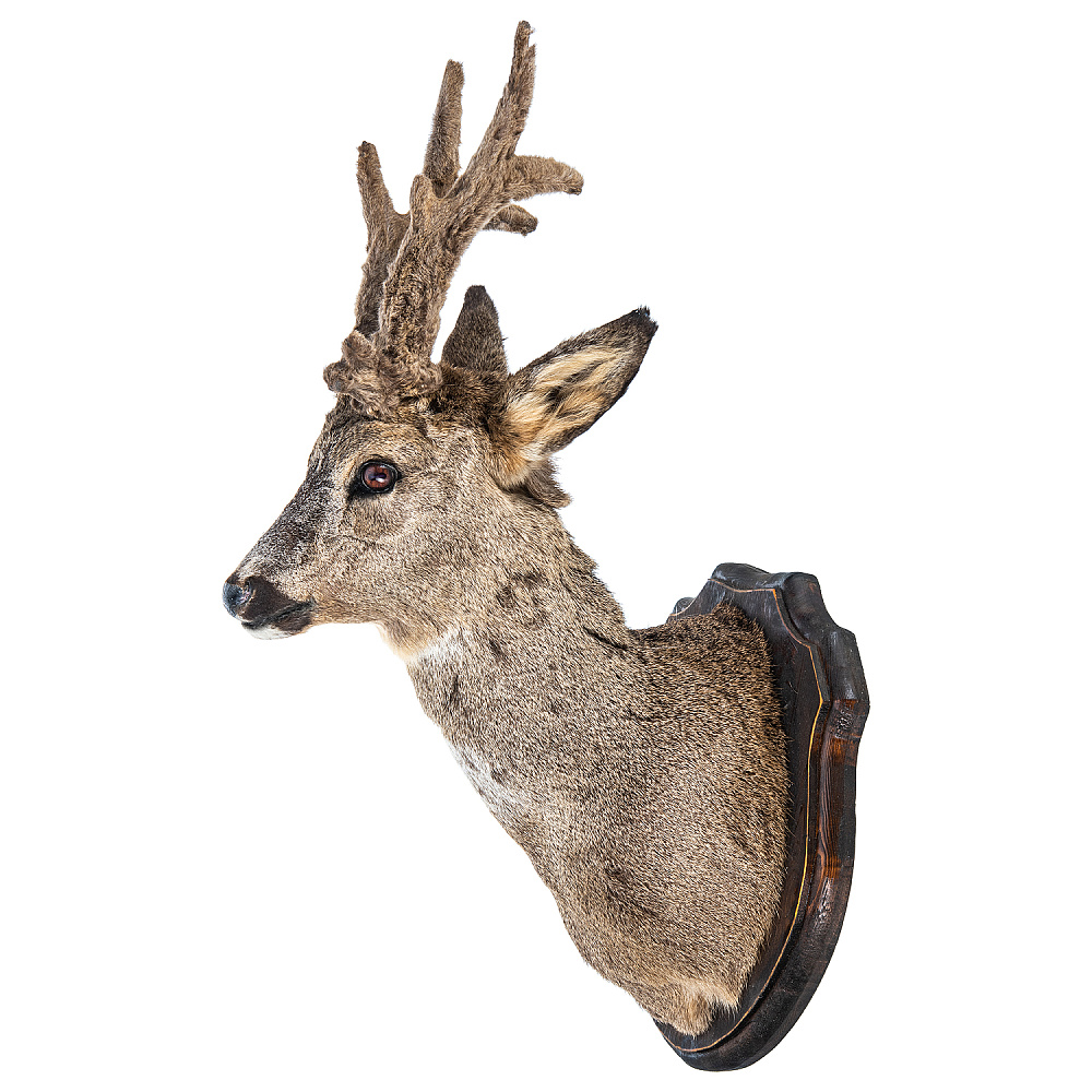 Чучело настенное «Голова косули» - интернет магазин Русь Велика я фото 3