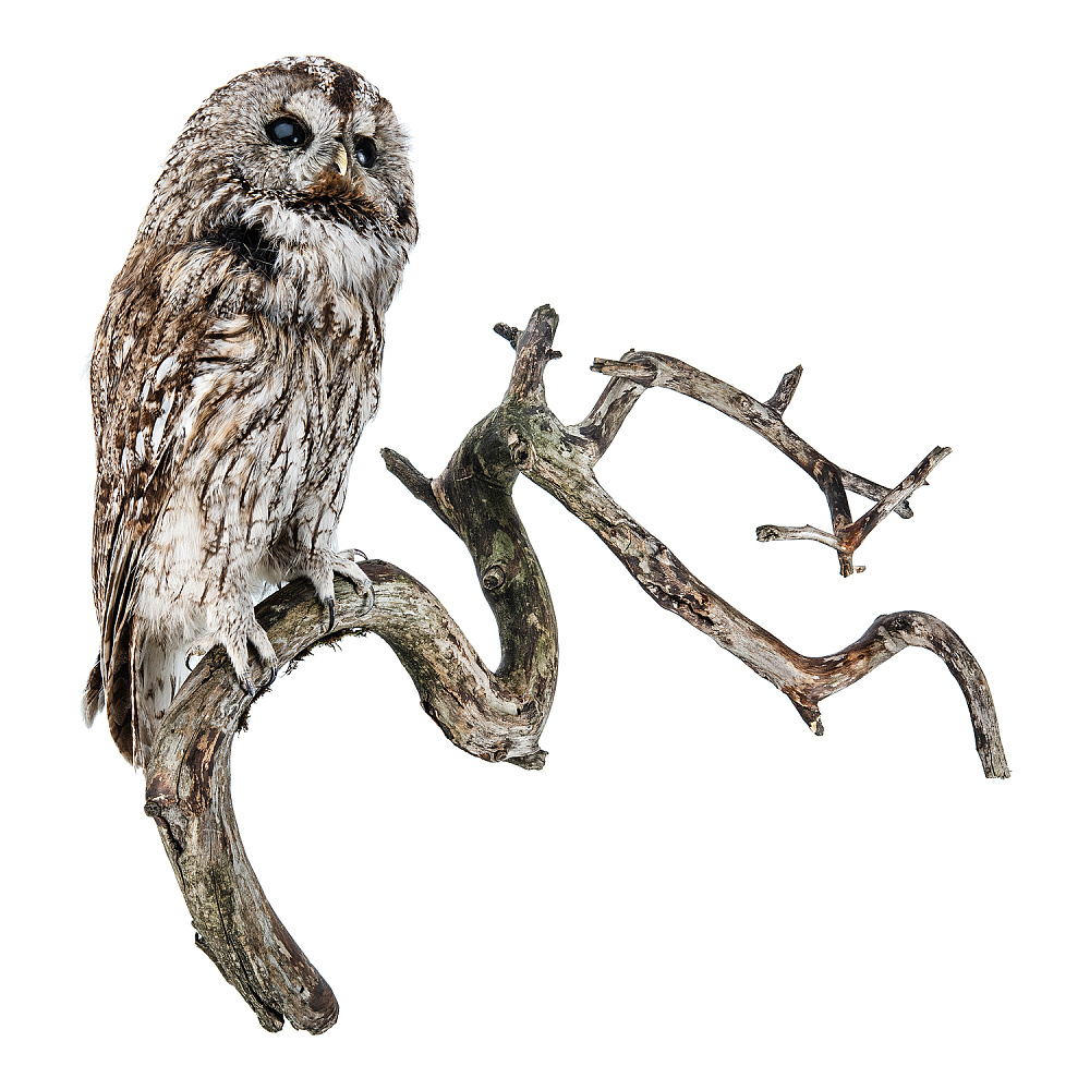 Чучело настенное «Сова серая» - интернет магазин Русь Велика я 