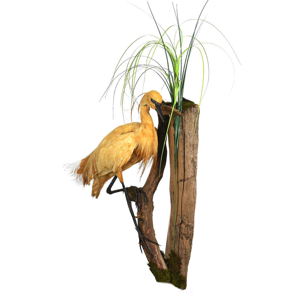 Чучело настенное «Цапля желтая» - интернет магазин Русь Велика я фото 2