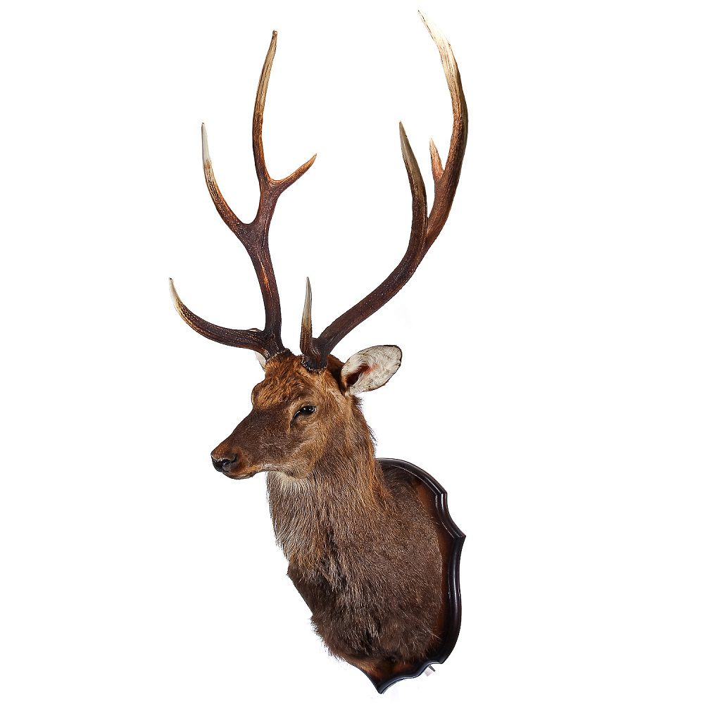 Настенное чучело «Голова пятнистого оленя» - интернет магазин Русь Велика я 