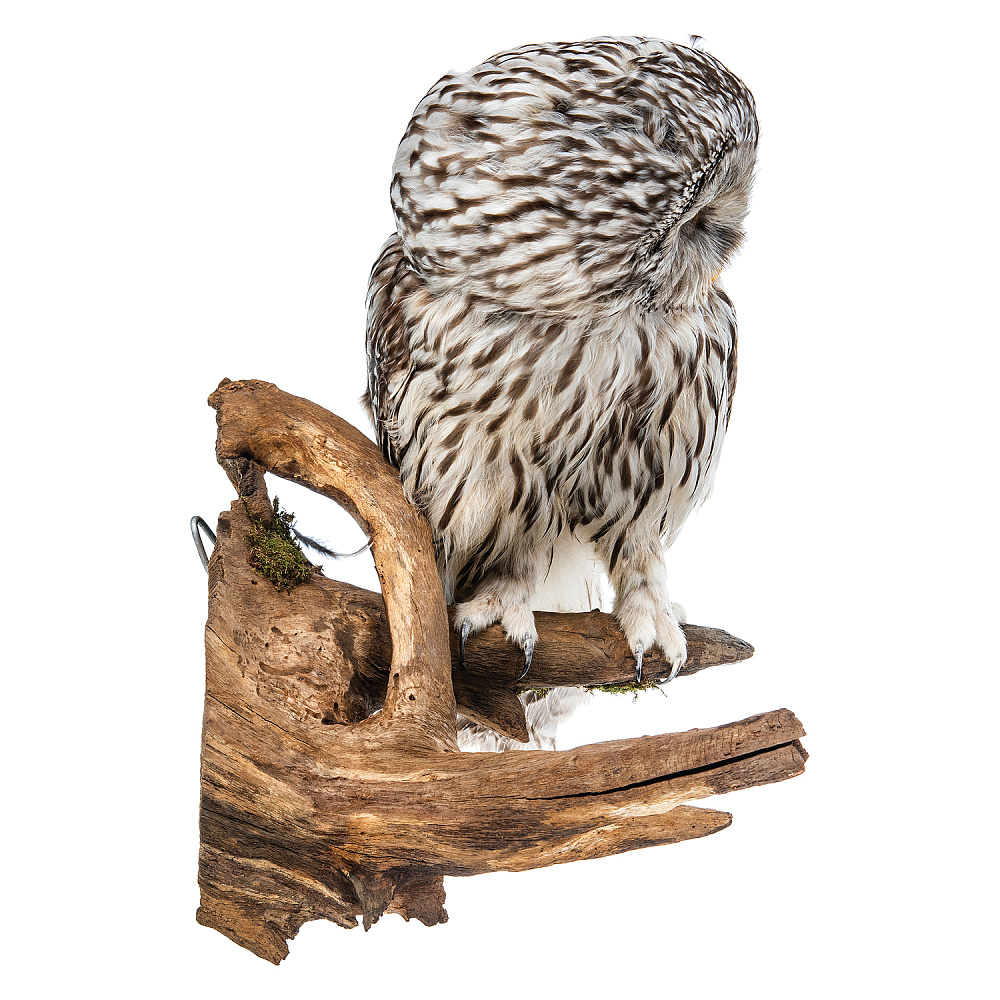 Чучело настенное «Сова уральская неясыть» - интернет магазин Русь Велика я фото 4