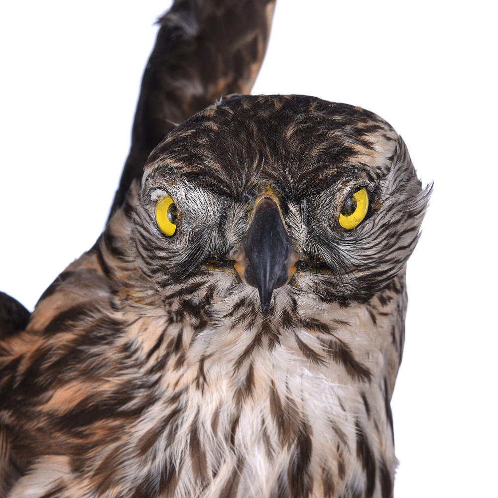 Чучело настенное «Ястреб-тетеревятник» - интернет магазин Русь Велика я фото 2