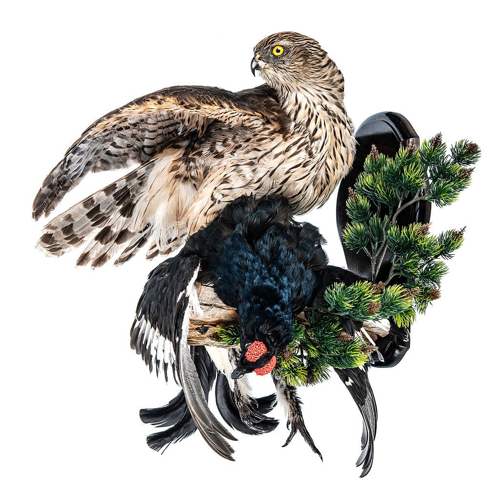 Настенное чучело птицы «Ястреб-тетеревятник с добычей» - интернет магазин Русь Велика я фото 6