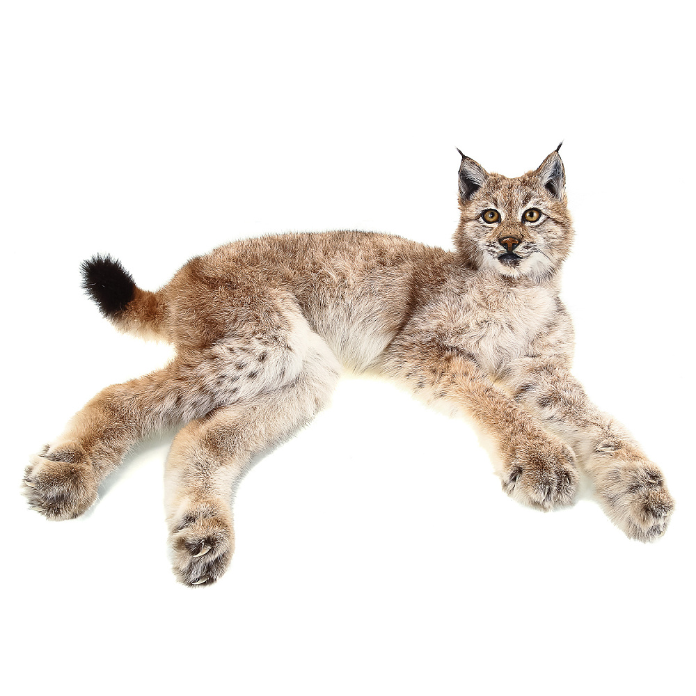 Чучело настольное «Рысенок» - интернет магазин Русь Велика я 