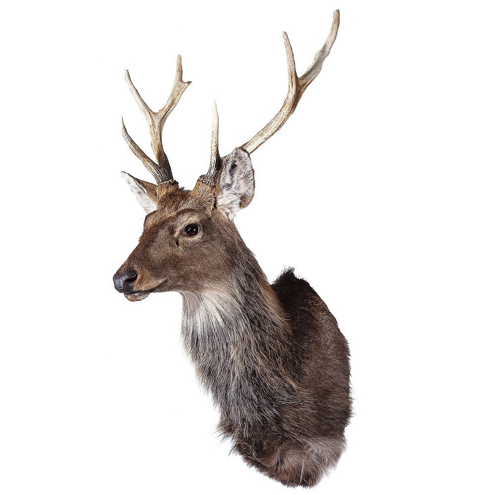 Настенное чучело «Голова пятнистого оленя» - интернет магазин Русь Велика я фото 1