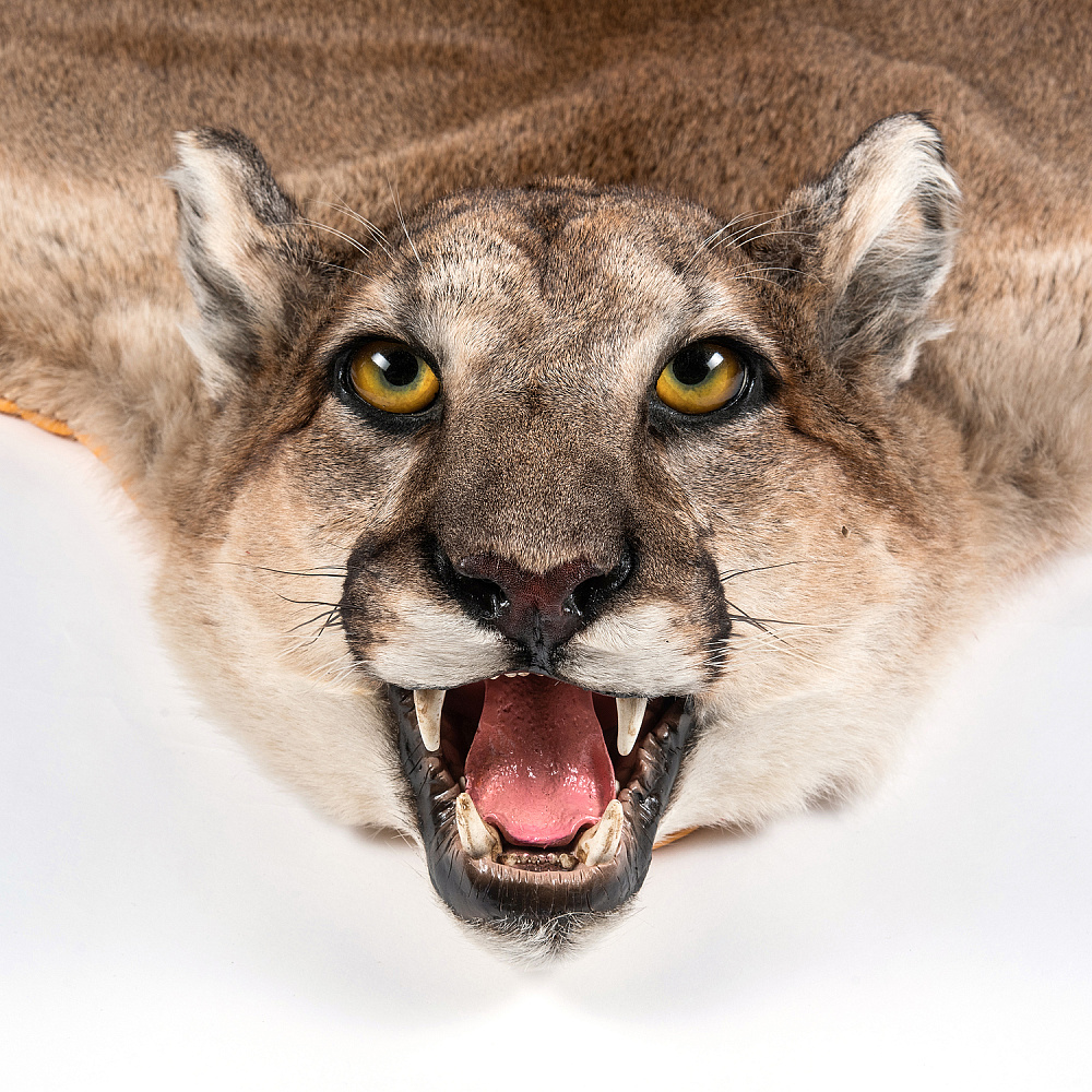 Ковер из шкуры пумы - интернет магазин Русь Велика я фото 2