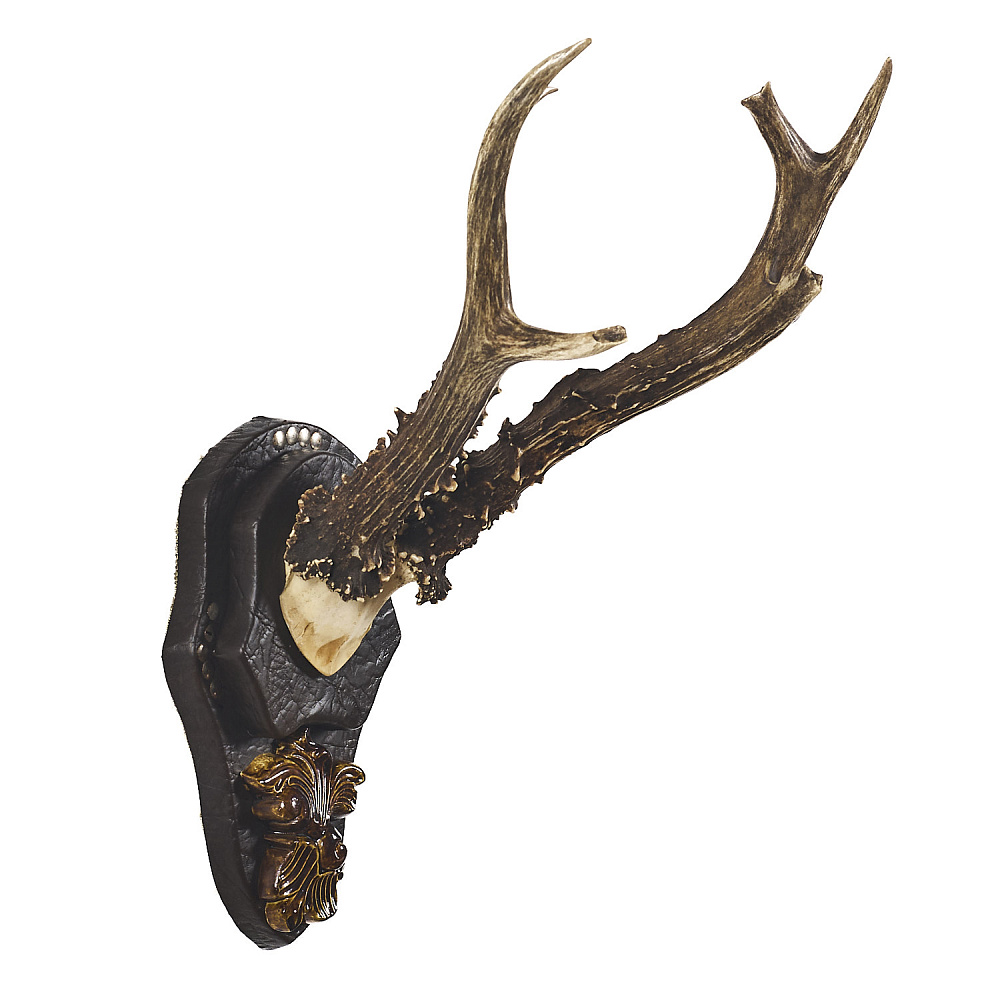 Таксидермия. Рога сибирской косули - интернет магазин Русь Велика я фото 2