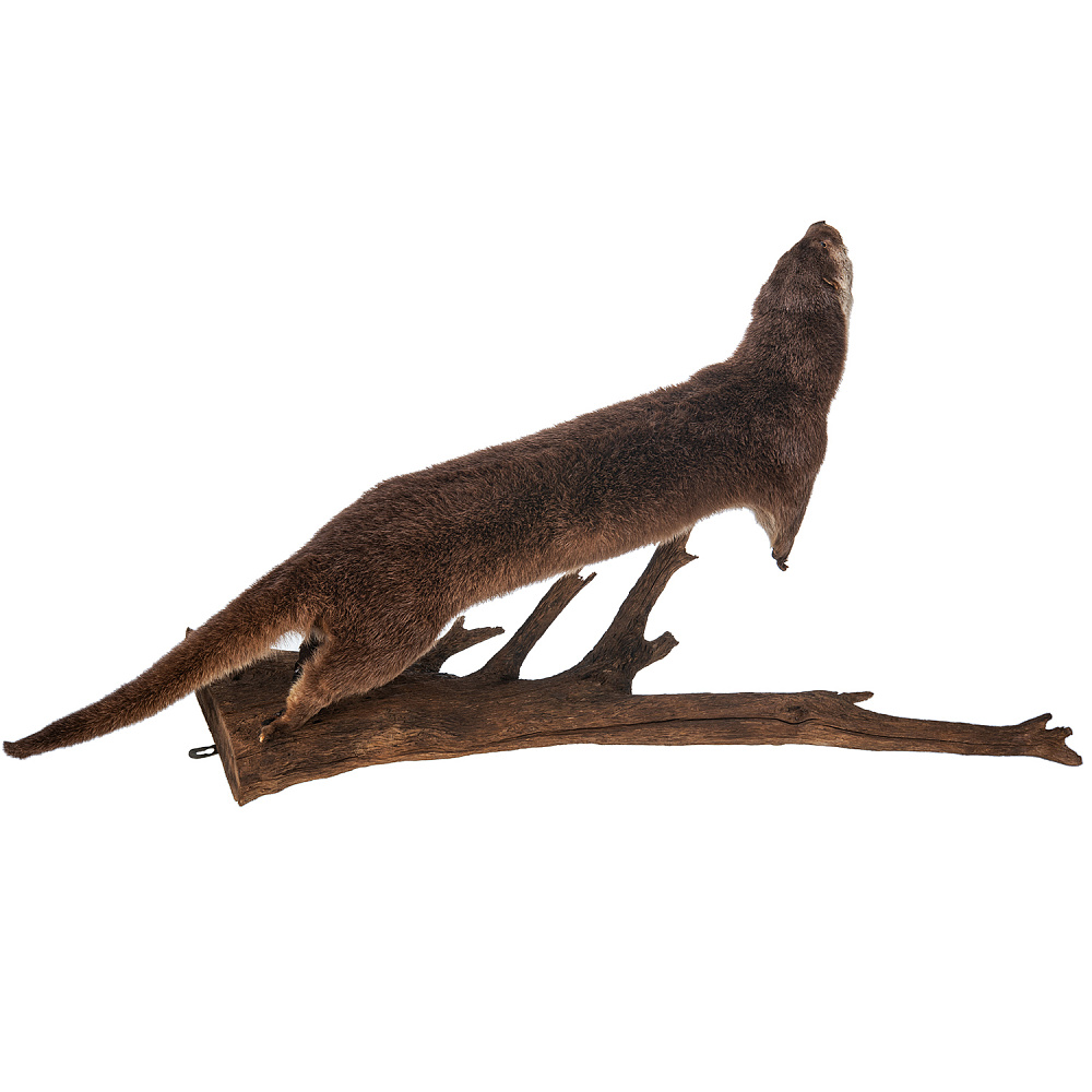 Чучело настенное «Выдра» - интернет магазин Русь Велика я фото 3