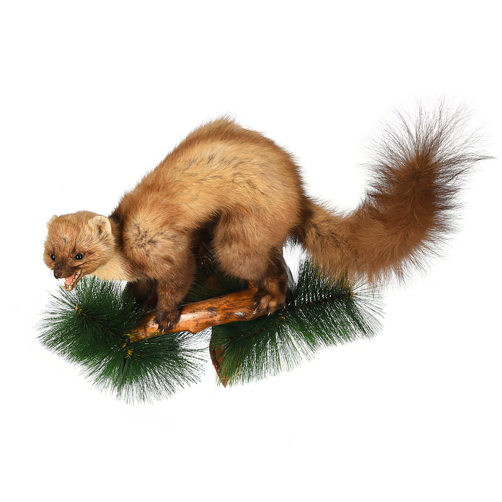 Чучело настенное «Куница» - интернет магазин Русь Велика я 