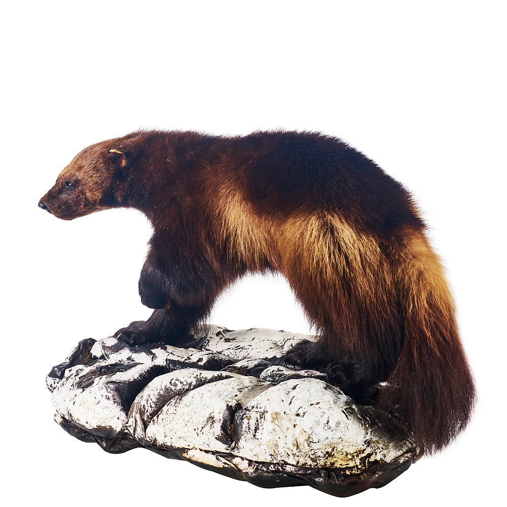 Чучело напольное «Росомаха» - интернет магазин Русь Велика я фото 2