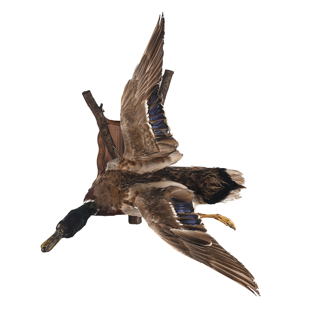 Таксидермия. Чучело настенное «Селезень летящий» - интернет магазин Русь Велика я 