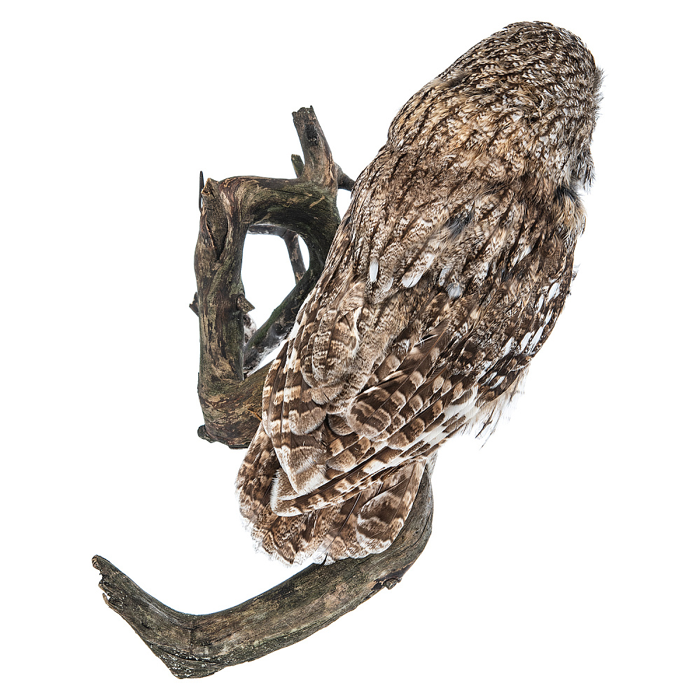 Чучело настенное «Сова серая» - интернет магазин Русь Велика я фото 4