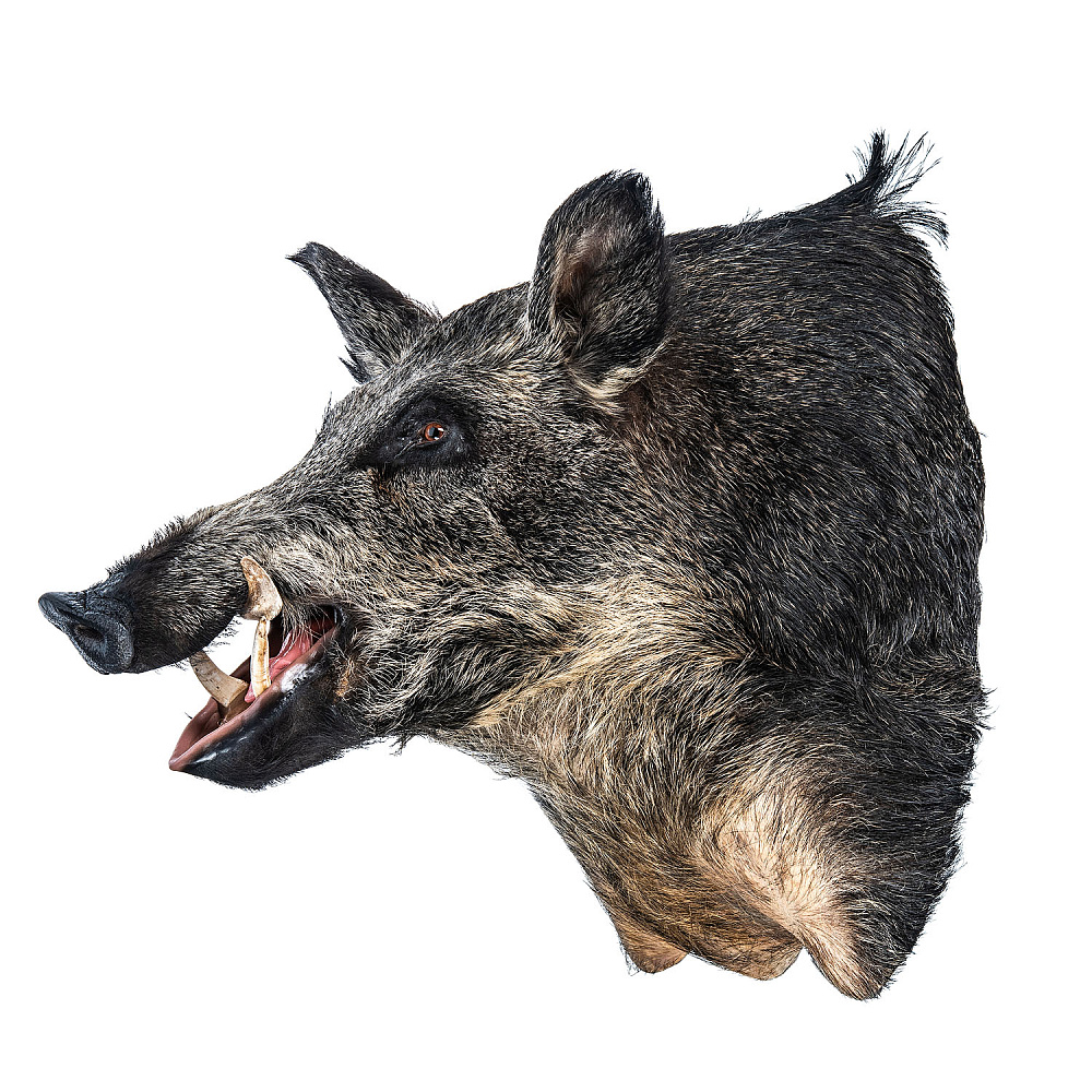 Чучело настенное «Голова кабана» - интернет магазин Русь Велика я 