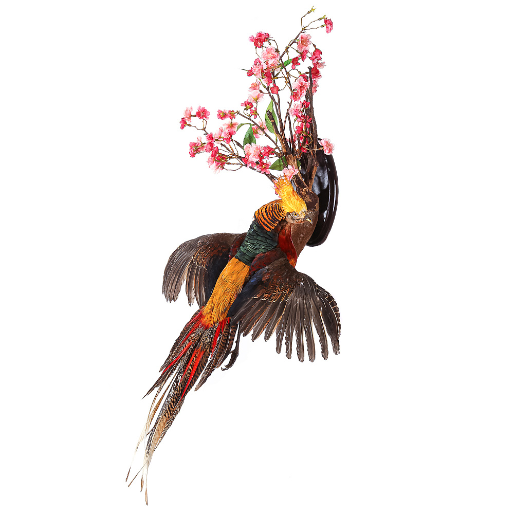 Настенное чучело птицы «Фазан золотой» - интернет магазин Русь Велика я фото 2