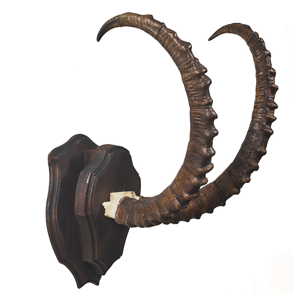 Таксидермия. Рога козерога - интернет магазин Русь Велика я фото 2