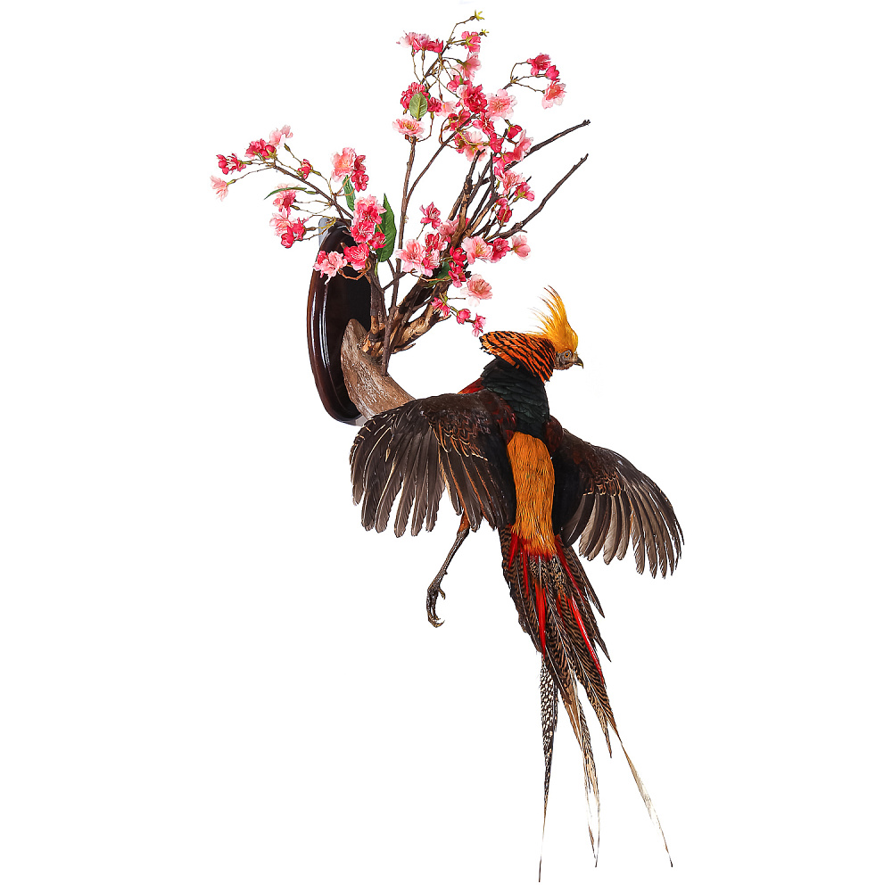 Настенное чучело птицы «Фазан золотой» - интернет магазин Русь Велика я фото 1