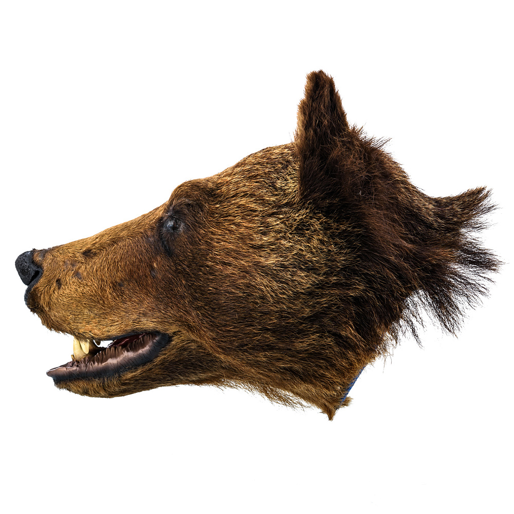 Чучело настенное «Голова медведя» - интернет магазин Русь Велика я фото 2