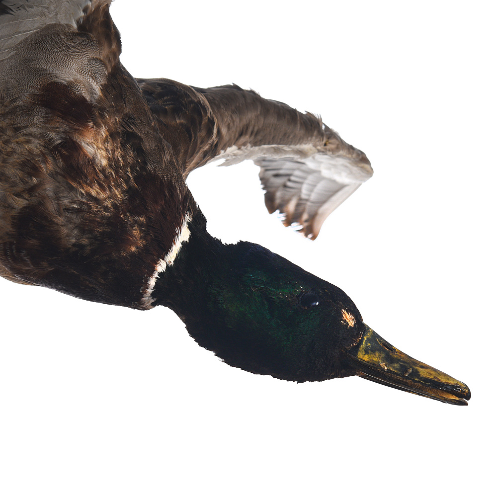 Таксидермия. Чучело настенное «Селезень летящий» - интернет магазин Русь Велика я фото 2