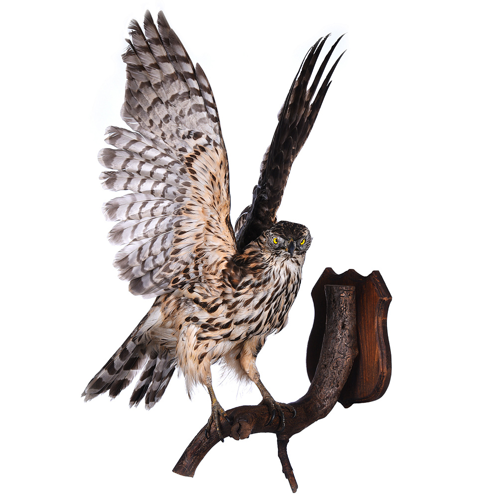 Чучело настенное «Ястреб-тетеревятник» - интернет магазин Русь Велика я фото 1